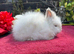 Lionhead Baby Bunnies