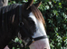 Benji, cob to make 13.2-14hh