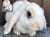 Young Mini Plysh Lops available. Hypoallergenic fur.