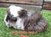 Guinea pig girls available