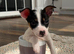 Girl Jack Russel puppy Minnie