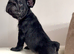Beautiful frenchie pups