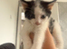 4 kittens need be rehomed asap