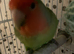 Very beautiful peach lovebird male