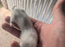 Ferret kits for sale
