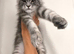 Maine coon kittens