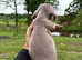 Beautiful Dachshund boys!