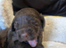 2 x boys miniature labradoodles F1B