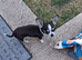 CHIHUAHUA TEA CUP MALE PUPPY
