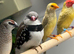 X2 diamond fire tail finches