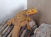 Male and female dragons