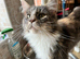 2 Maincoon Cat