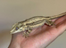 Striped gargoyle gecko male