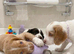 Cocker spaniel puppies