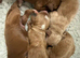 F1 Cockapoo puppies for sale