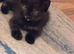 Beautiful Maine coon kittens for sale