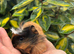 Coronet baby guinea pigs