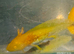 Albino Golden Axolotl £15 each