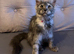 Pure Bred Maine Coon Kittens