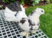 King Pigeons & Indian Fantails