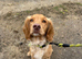 Handsome working Cocker Spaniel