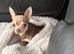 Chihuahua girl puppy for sale