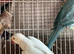 Proven breeding pair Ringneck parrots