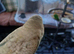 Blue Grey Baby Budgie – 8 Weeks Old