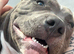 21 Month old male staffy (PLEASE READ DETAILS BEFORE ENQURING)