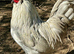 Many breeds from hatch to laying