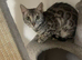 Beautiful bengal girl needs a home asap