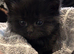 4 kittens available