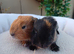 Lovely guinea pigs and skinny pigs