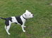 Staffy pup ready for new home!