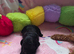 Unique bundle joy cavapoo