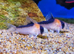 Cory Catfish