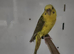 Hen yellow cinnamon black wing