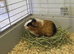 5 Adorable Baby Boy Guinea Pigs For Sale (Under 6 Months)