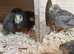 Button Quail