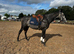 Quieter than a cob! Rising 5 year old gelding