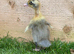Day old Indian runner ducklings
