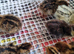 Coturnix quail chics