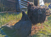 Frizzle bantam pair