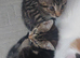 3 kittens girl