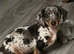 Miniature Dachshund Puppies – Ready For Their Forever Homes!