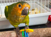 St Thomas conure (brown throated)