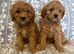 Cavapoo puppys