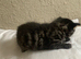 Fluffy and sweet kittens
