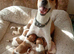 Jack Russell Puppies