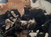 1 boy left. Siamese x Maine Coon Kittens.